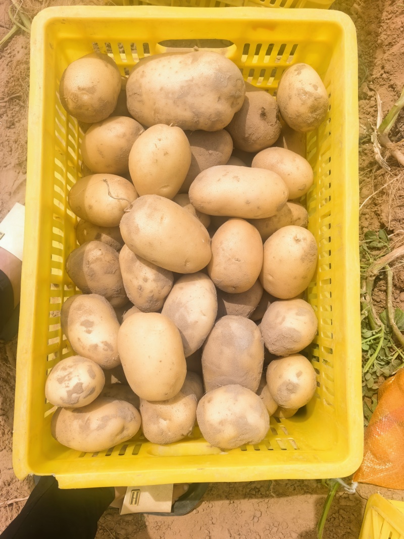 陕北沙漠土豆大量上市
