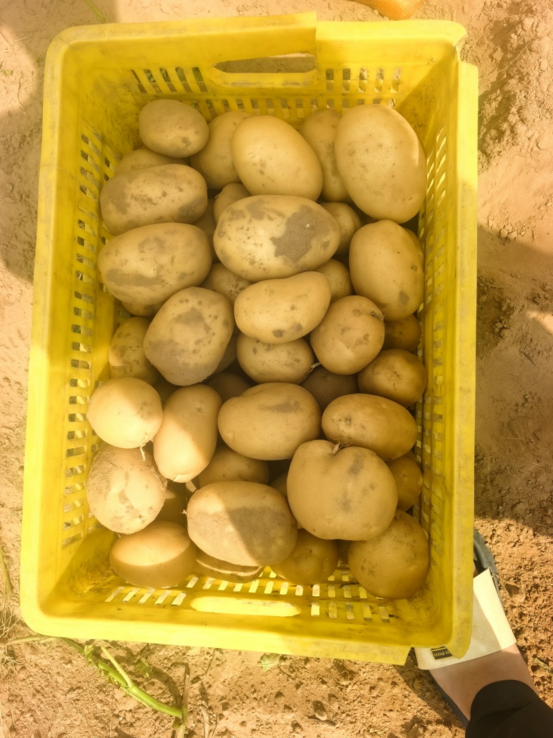 陕北沙漠土豆大量上市