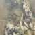 野生鲫鱼