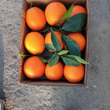 纽荷尔脐橙
