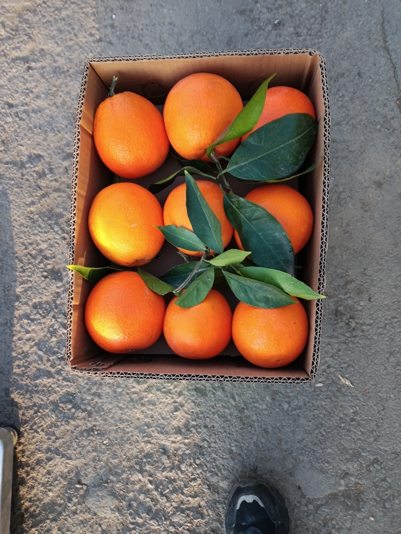 纽荷尔脐橙