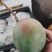攀枝花凯特芒