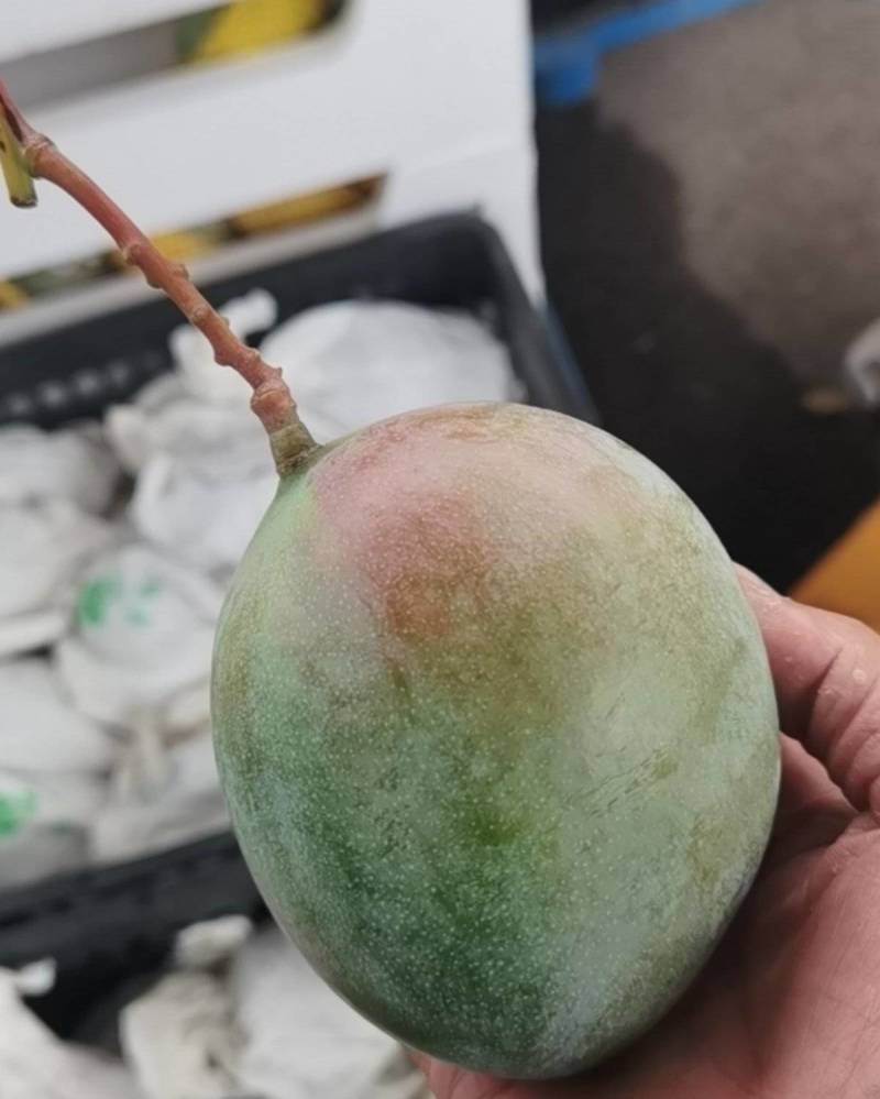 攀枝花凯特芒
