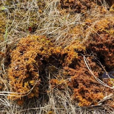 水苔藓