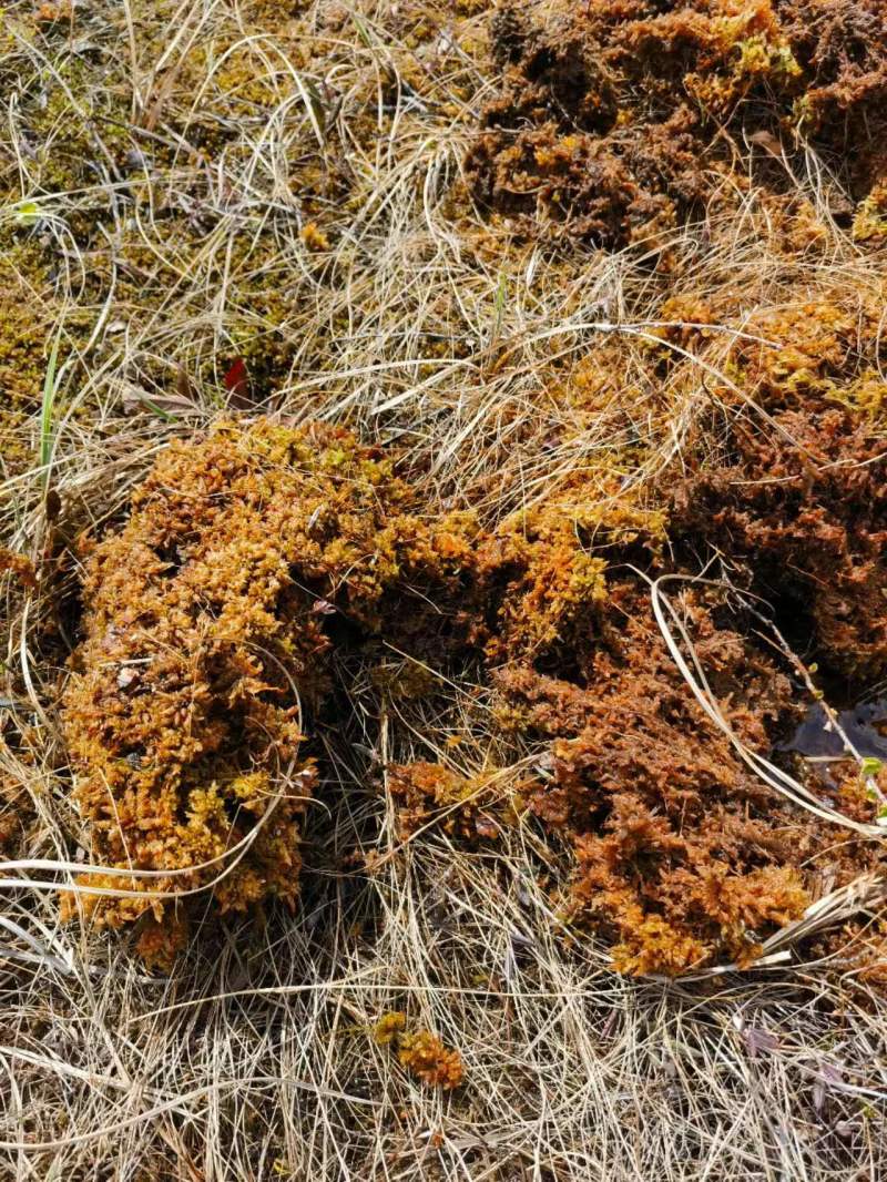 水苔藓