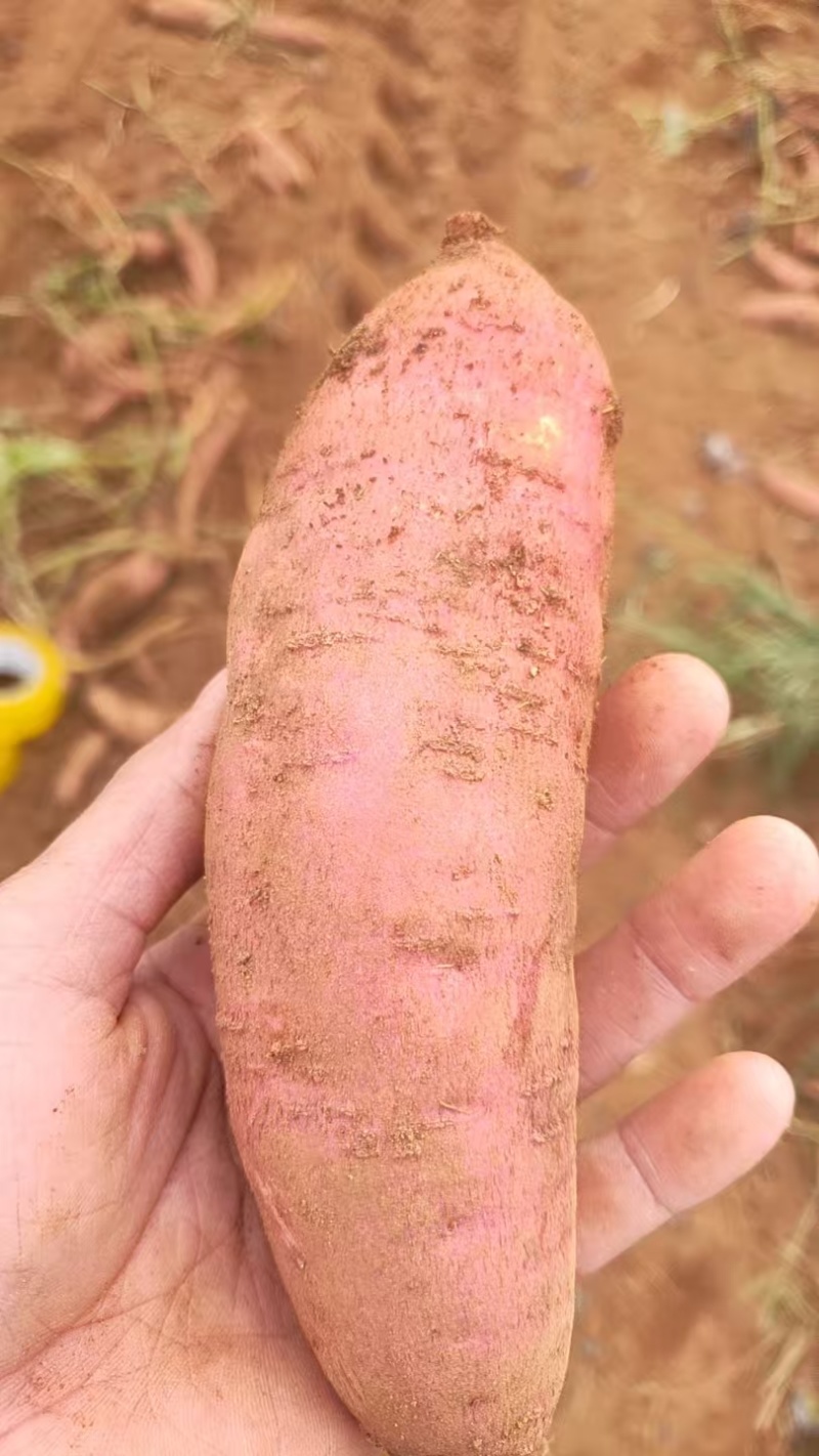 西瓜红红薯三两以上。