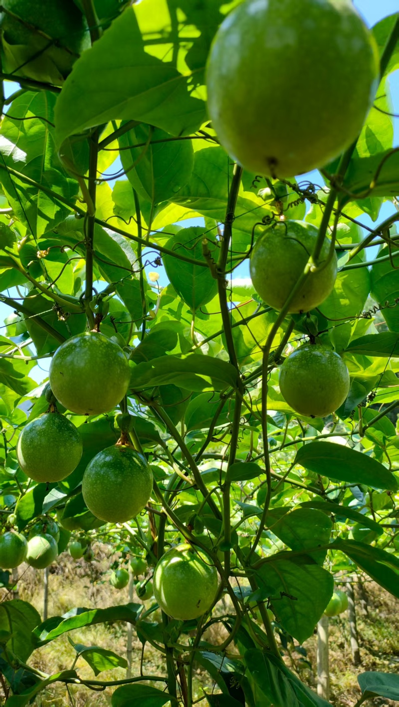 黄金百香果