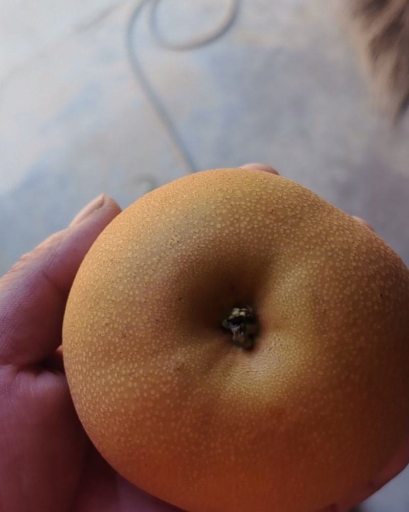秋月梨