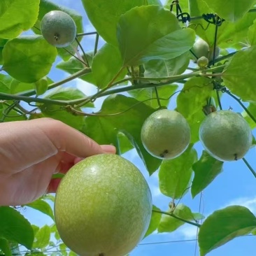 百香果，钦密九号