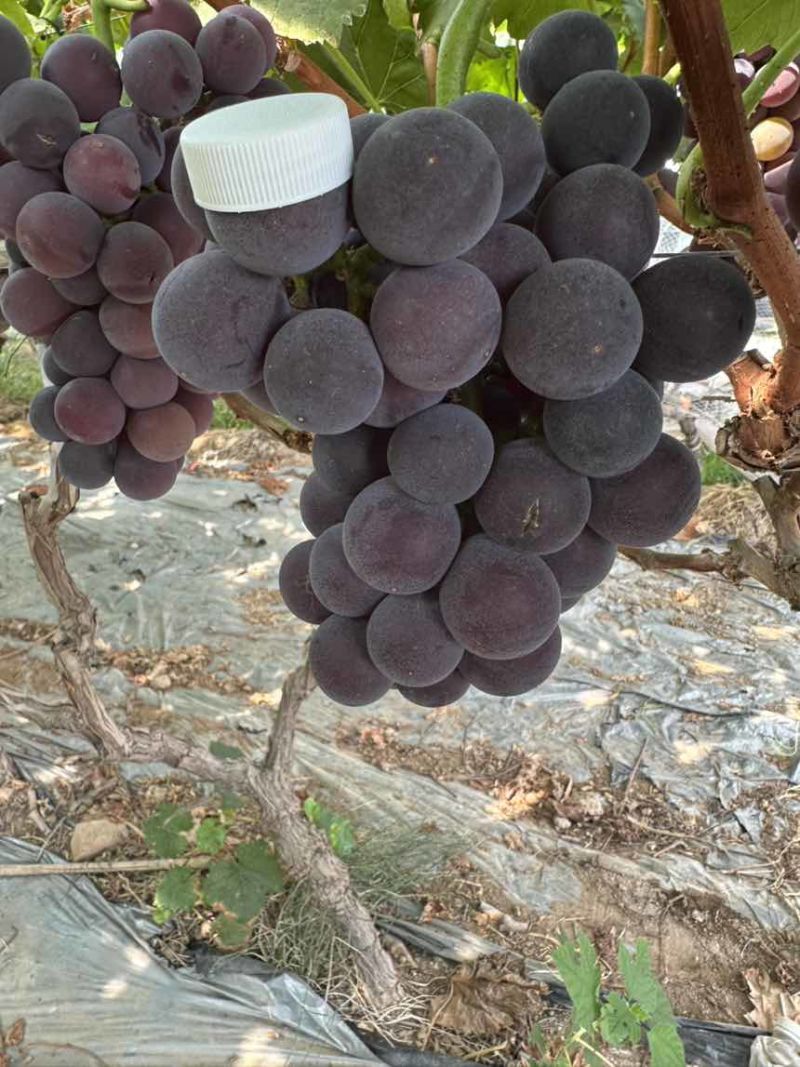 巨峰葡萄