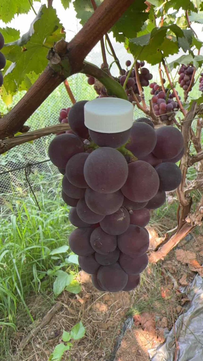 巨峰葡萄