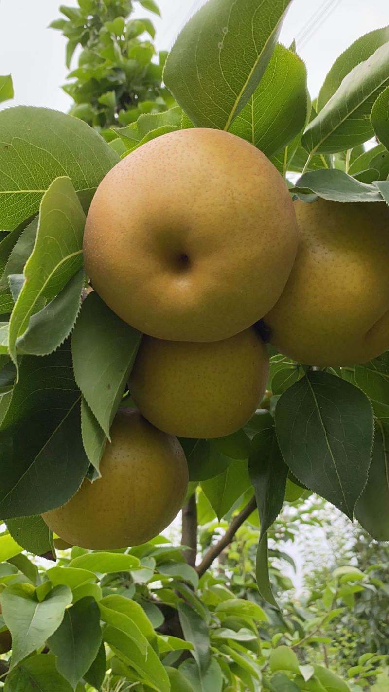梨