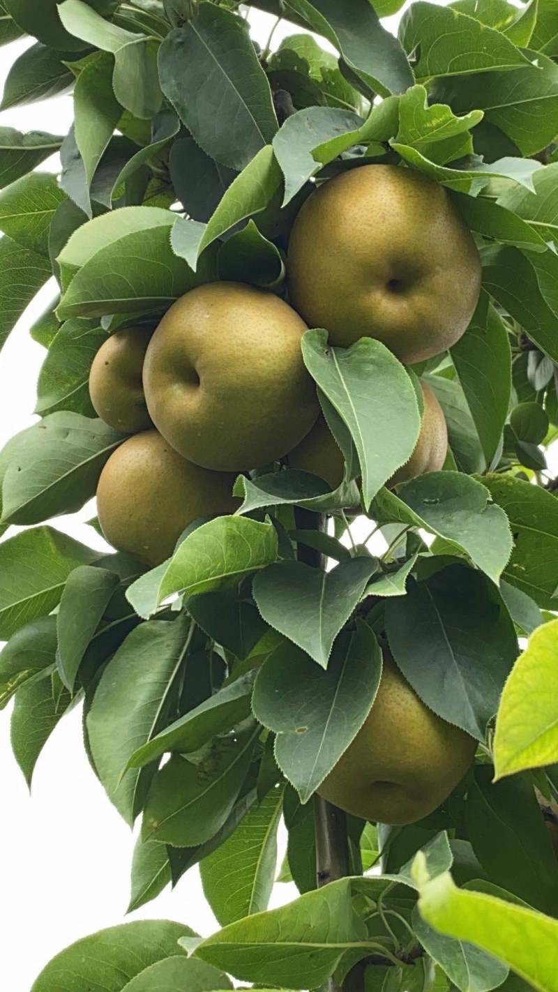梨