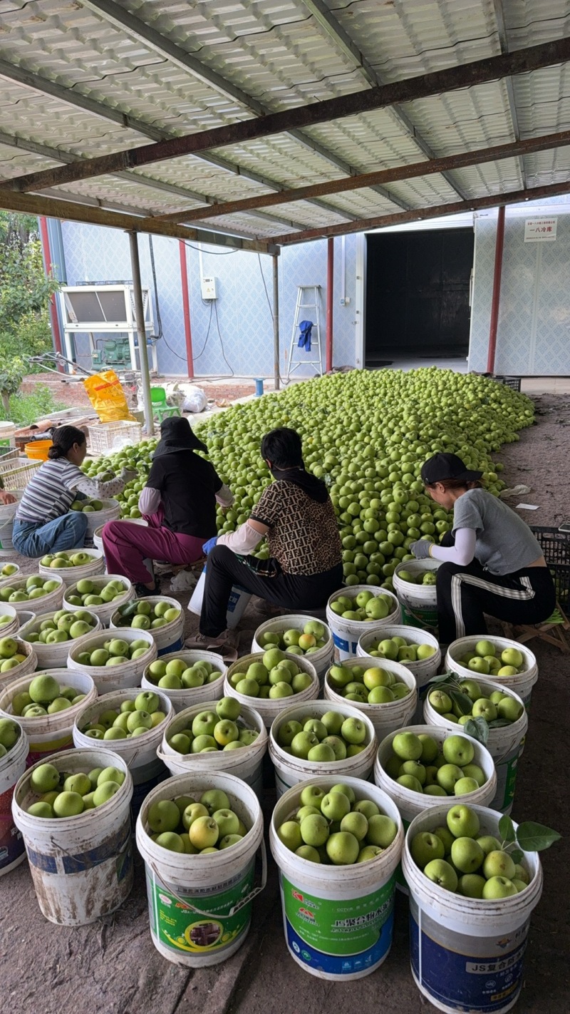 梨