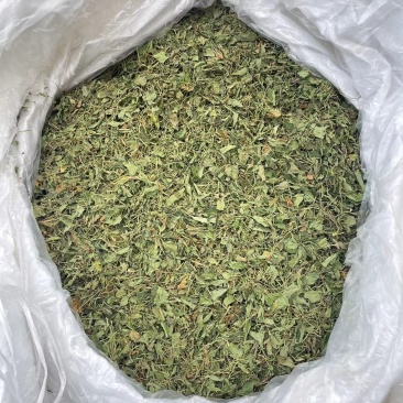 紫花地丁