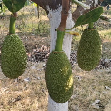 菠萝蜜泰八