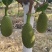 菠萝蜜泰八