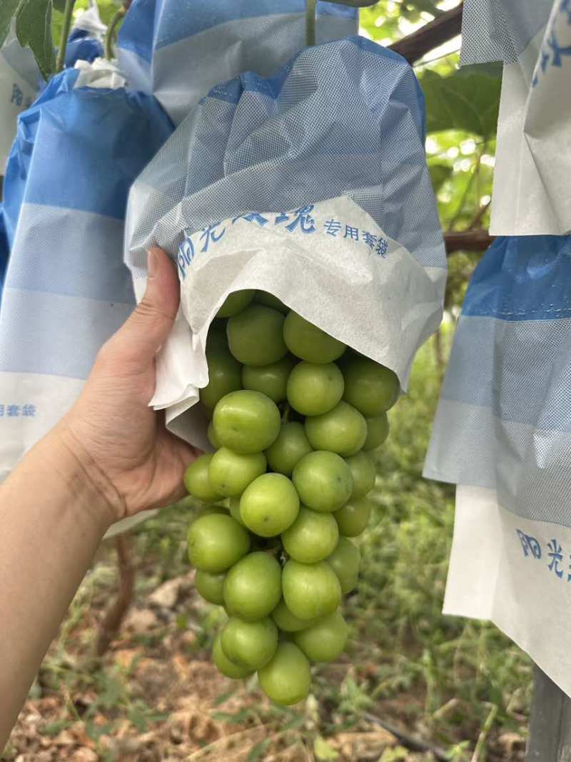 套袋阳光玫瑰20万斤，大串大颗粒，糖度16+。需要的老板联系