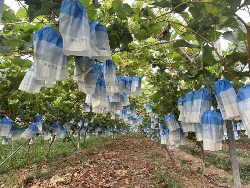 套袋阳光玫瑰20万斤，大串大颗粒，糖度16+。需要的老板联系