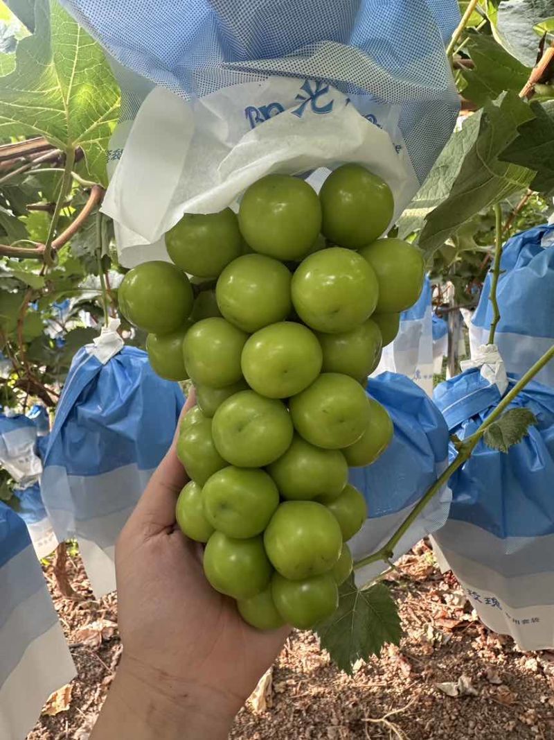 套袋阳光玫瑰20万斤，大串大颗粒，糖度16+。需要的老板联系