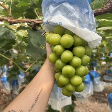 套袋阳光玫瑰20万斤，大串大颗粒，糖度16+。需要的老板联系