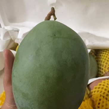 凯特芒果