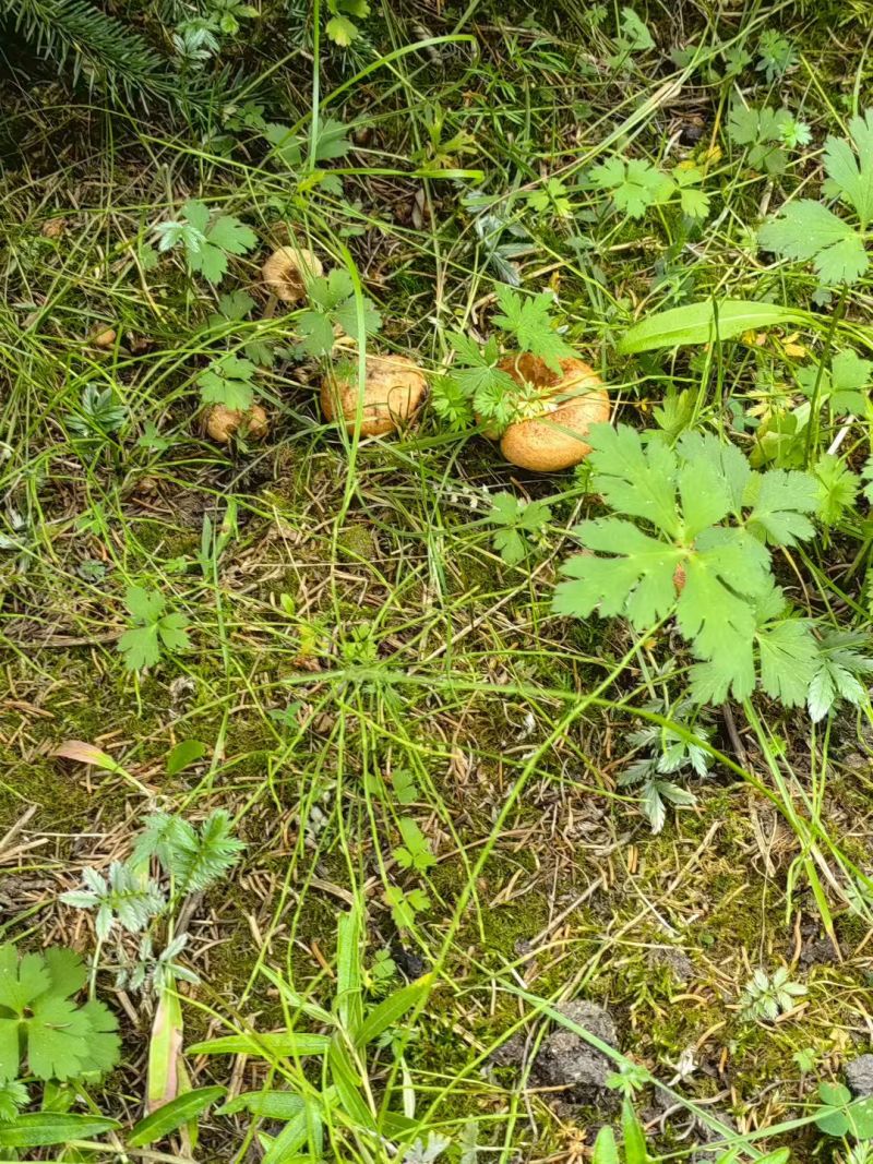 青海黄菇