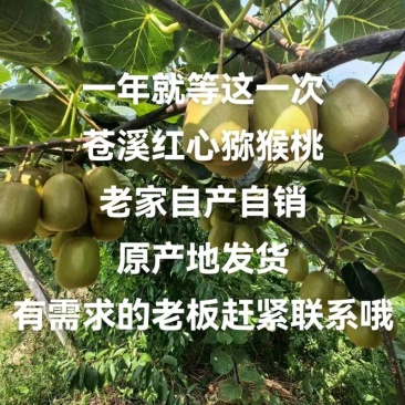 苍溪县歧坪镇万贯村红心猕猴桃