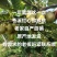 苍溪县歧坪镇万贯村红心猕猴桃