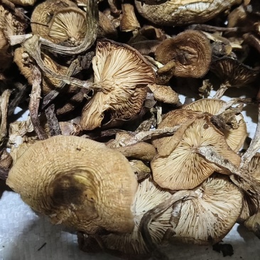 野生头茬榛蘑干片