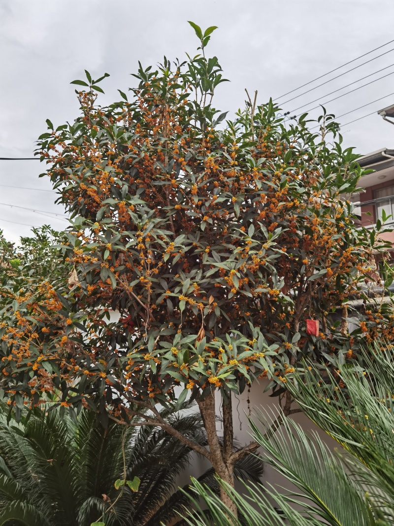 八月桂