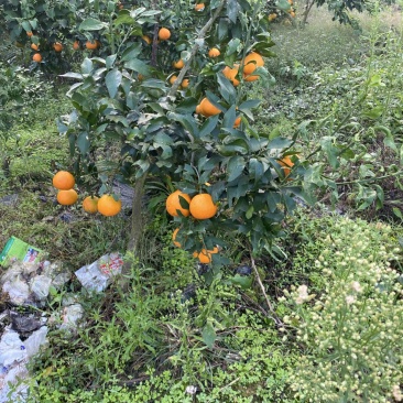 柑橘