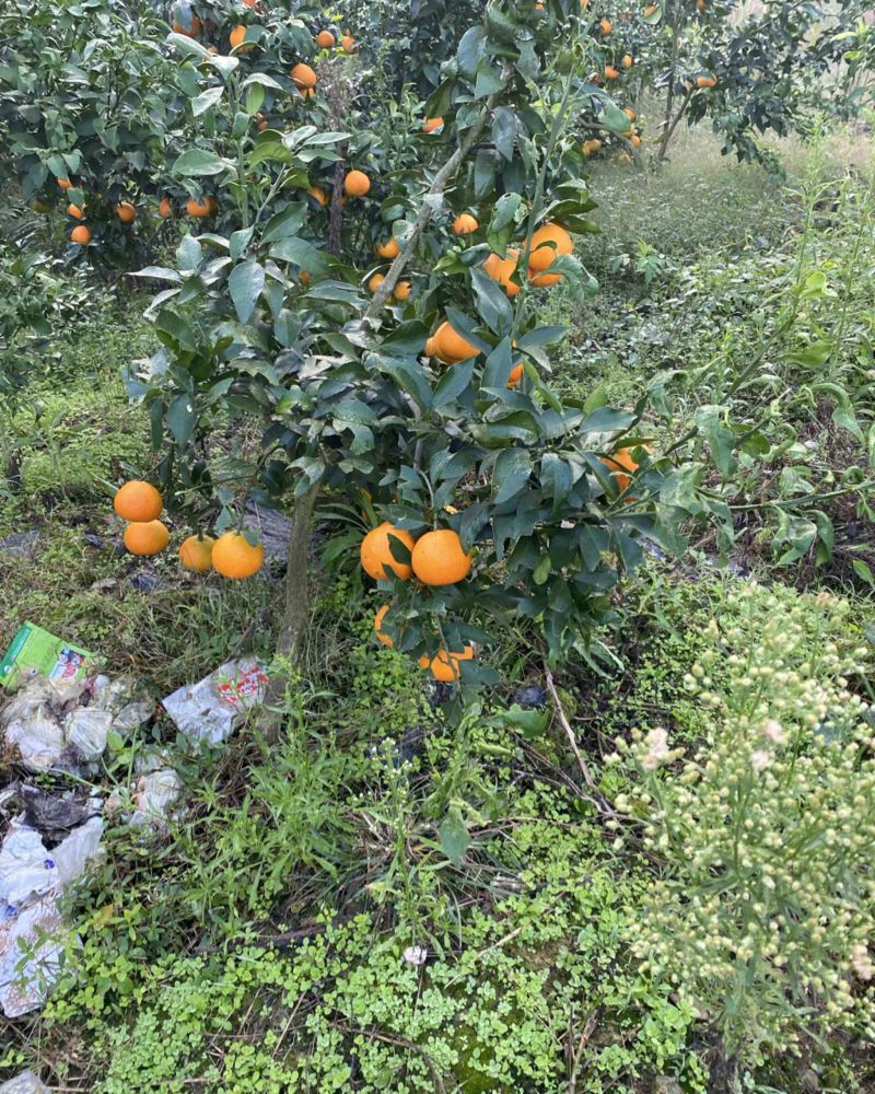 柑橘