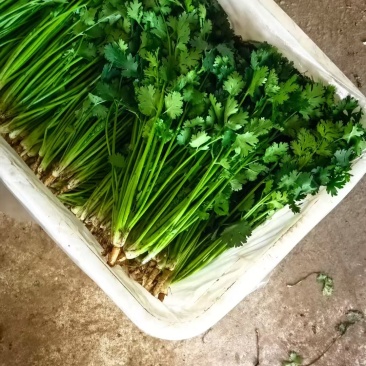 香菜