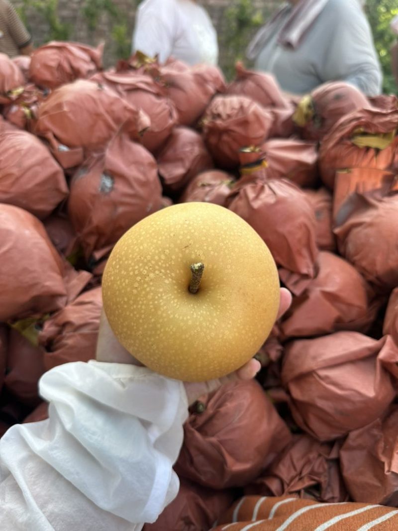 秋月梨糖度已经打到指标保质保量