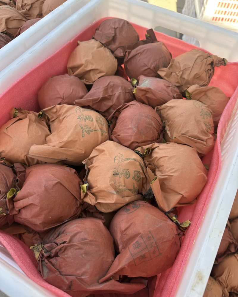 秋月梨糖度已经打到指标保质保量
