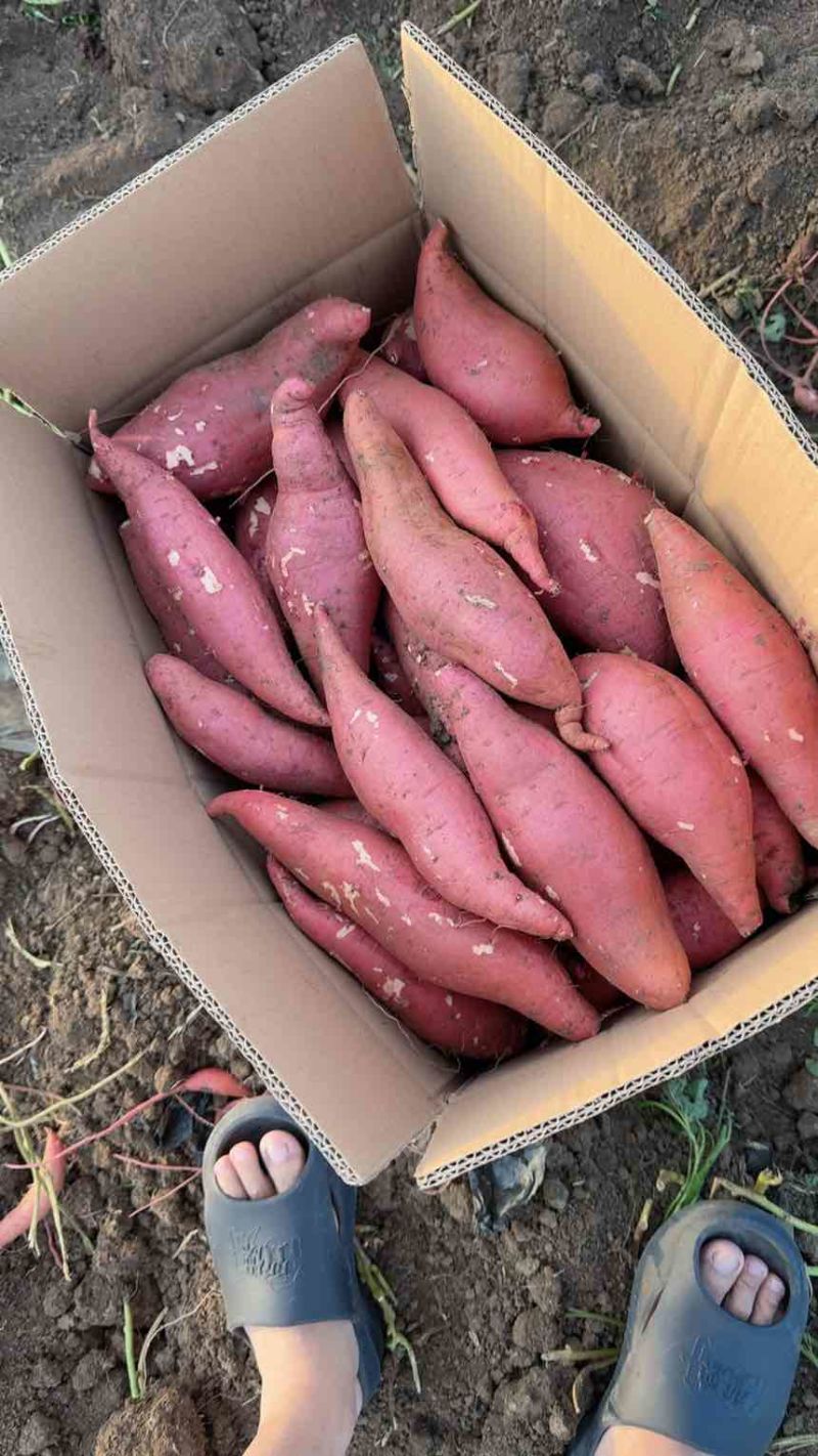 河南西瓜红红薯商薯19烟薯25产地现挖现发质量保证