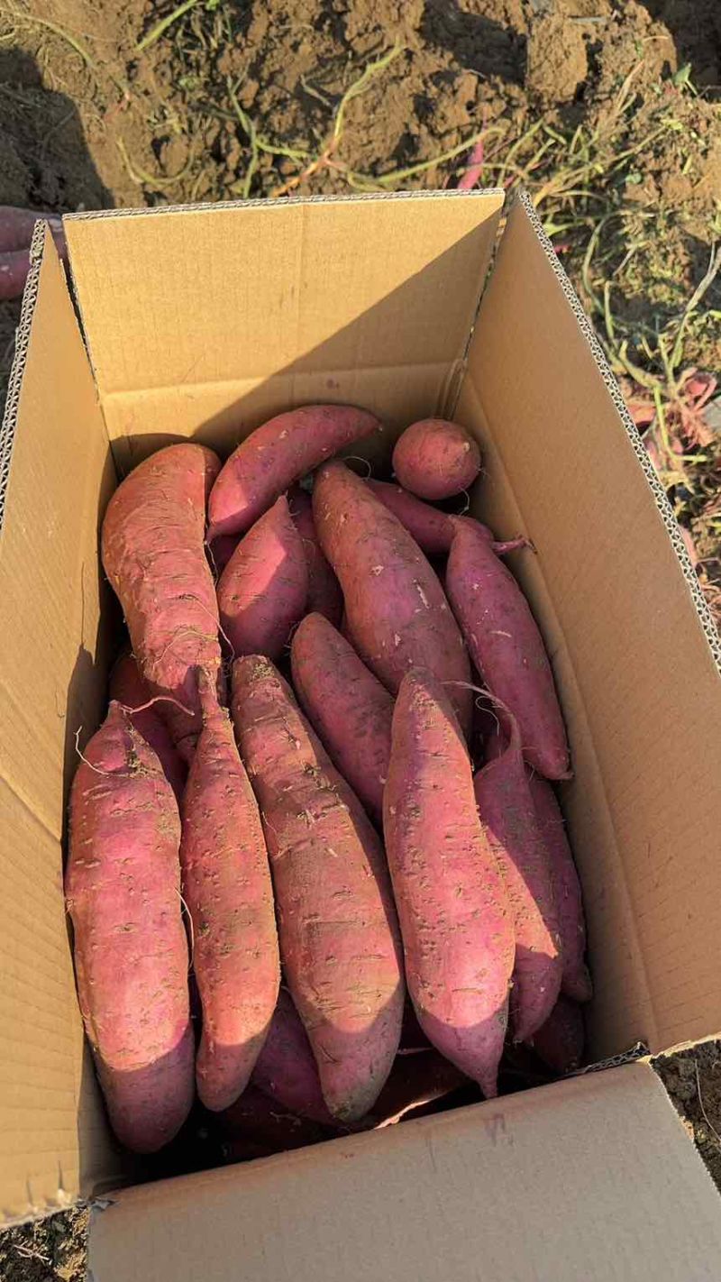 河南西瓜红红薯商薯19烟薯25产地现挖现发质量保证