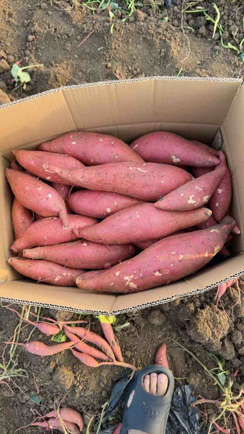 河南西瓜红红薯商薯19烟薯25产地现挖现发质量保证