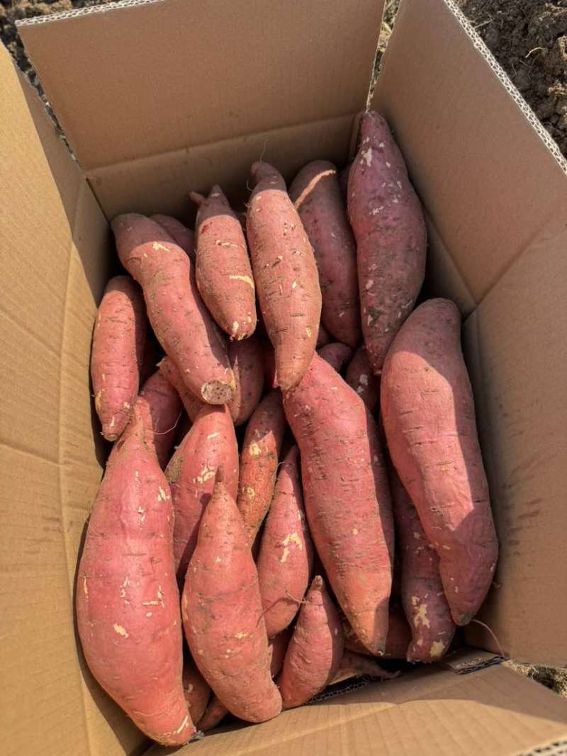 河南西瓜红红薯商薯19烟薯25产地现挖现发质量保证
