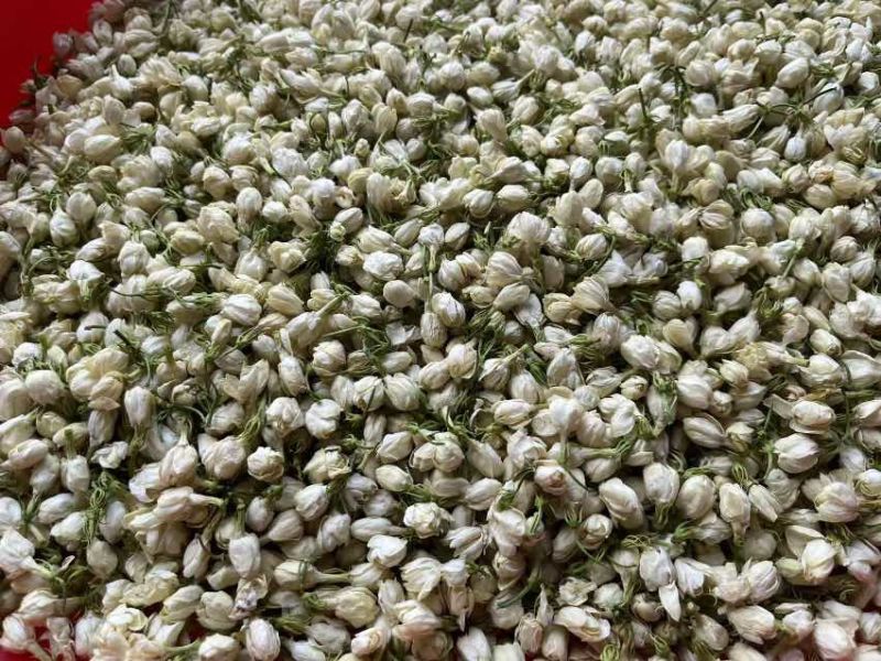横县茉莉花干