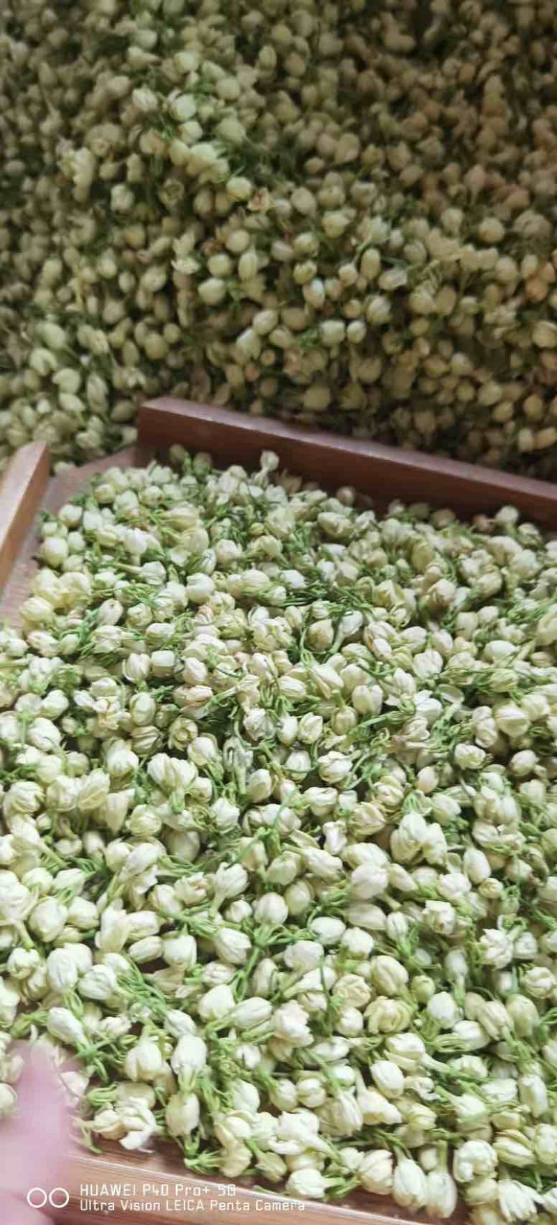 横县茉莉花干
