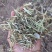新草