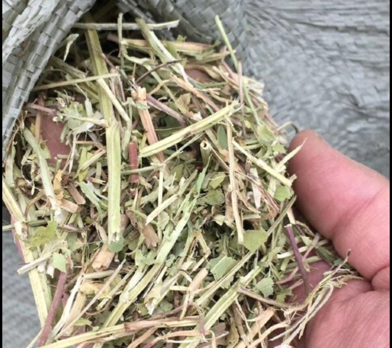 新草