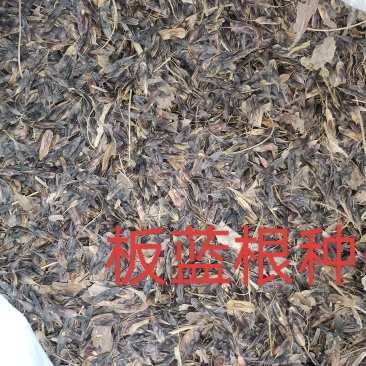 板蓝根种子