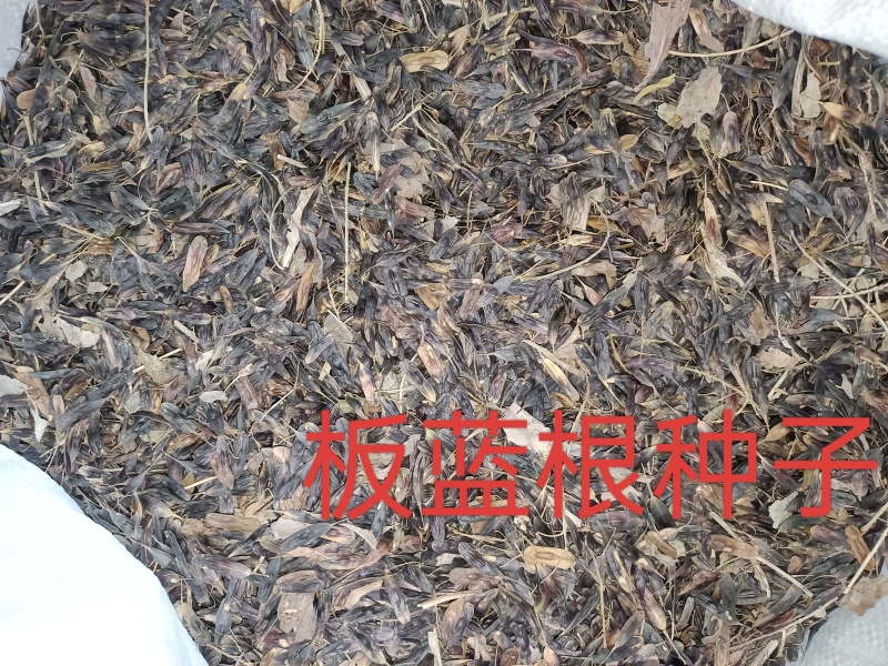 板蓝根种子