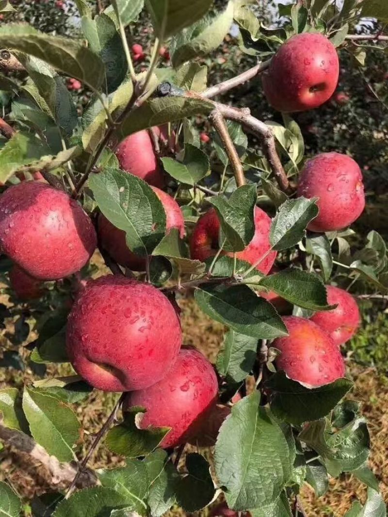 大凉山盐源糖心苹果