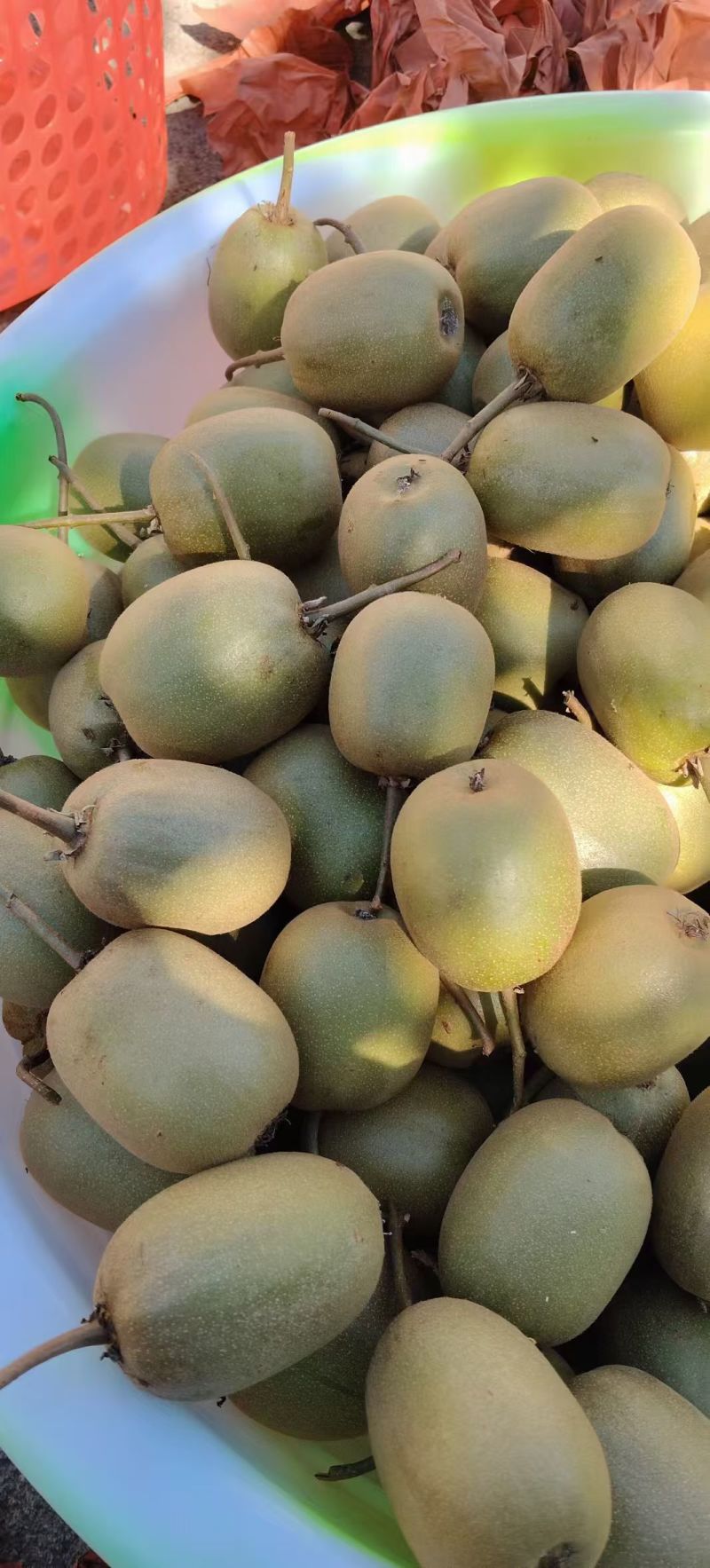 红心猕猴桃🥝
