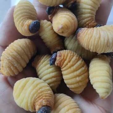 竹虫种虫，商品虫，一手货源全国发货量大价优欢迎随时联系