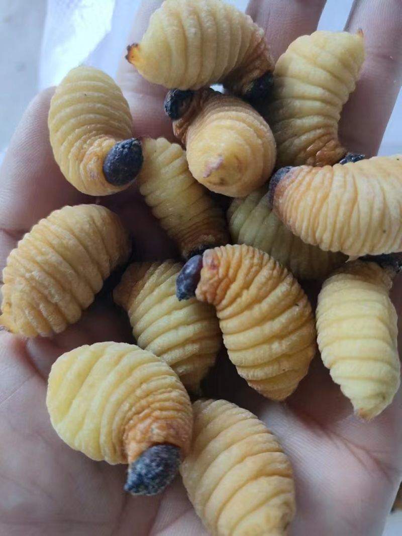 竹虫种虫，商品虫，一手货源全国发货量大价优欢迎随时联系